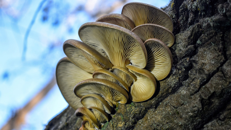 Oyster mushrooms growing on a tree branch