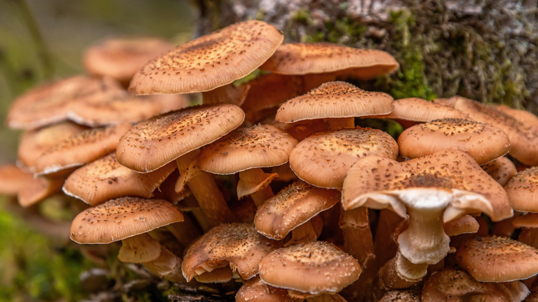 Cluster of honey fungus growing on a tree trunk