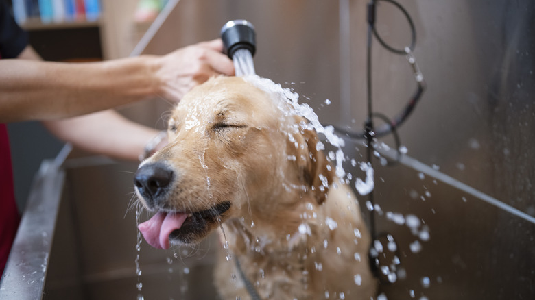 A golden retriever in the shower