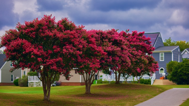 Row of red crepe myrtle trees