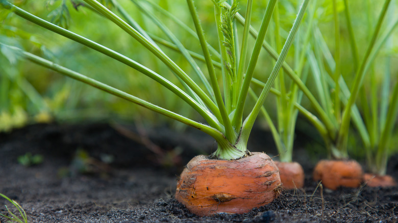 Carrots growing in soil with root tops visible