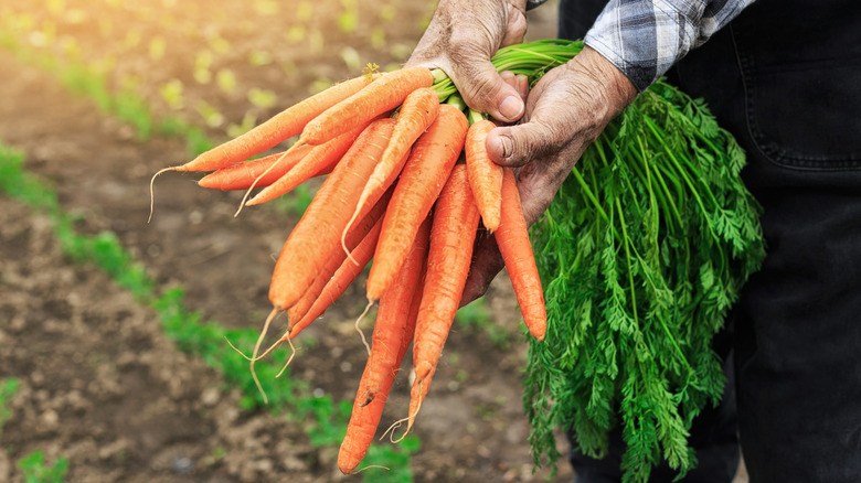 Senior hands holding a bunch of carrots in the garden