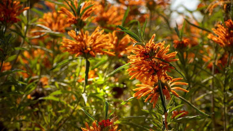 Lion's ear flowers 