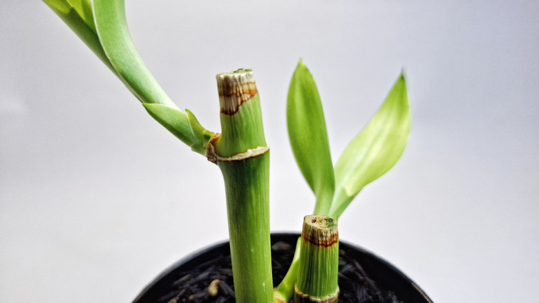 Close-up of lucky bamboo canes and leaves