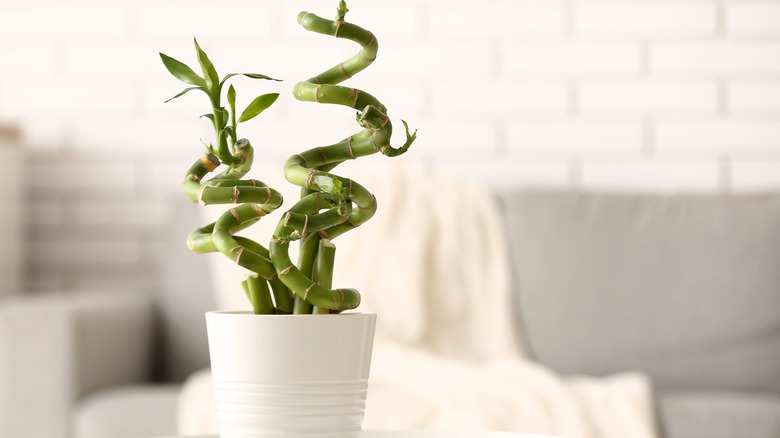 White pot with twisting lucky bamboo
