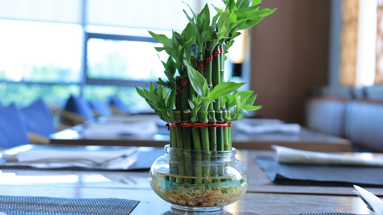 Lucky bamboo in a shallow transparent container of water