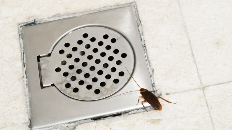 Cockroach by bathroom drain