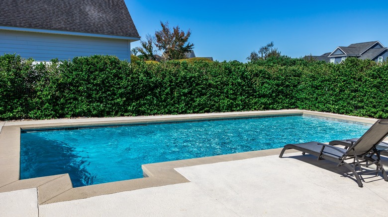 backyard pool with tall hedge