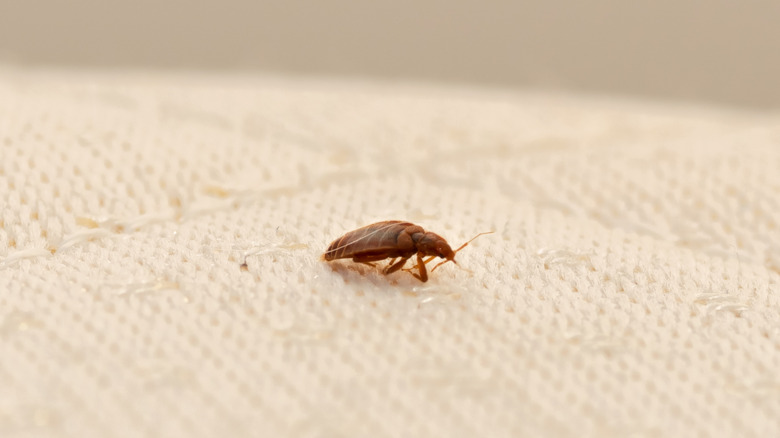 bed bug on a mattress