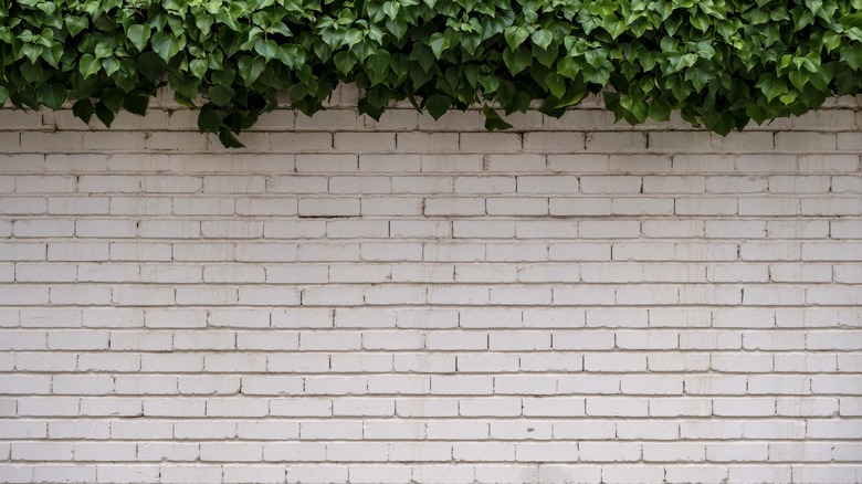 limewashed wall with ivy on top