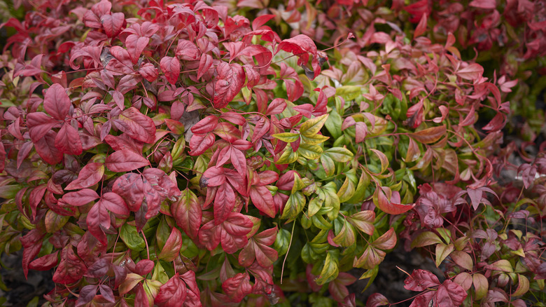 nandina bush