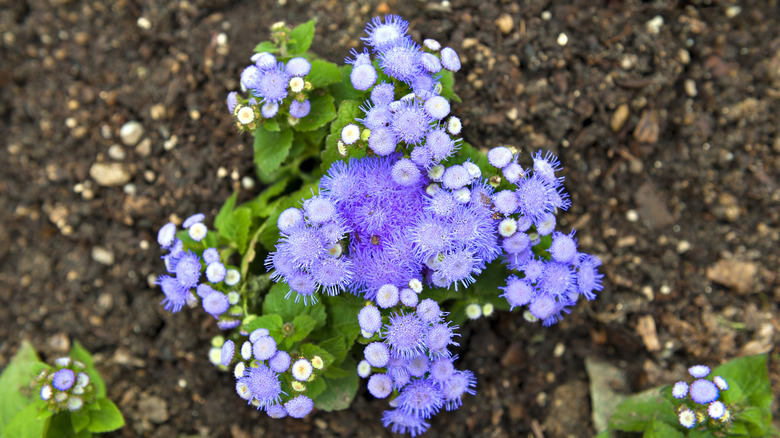 Wild ageratum (Conoclinium coelestinum)