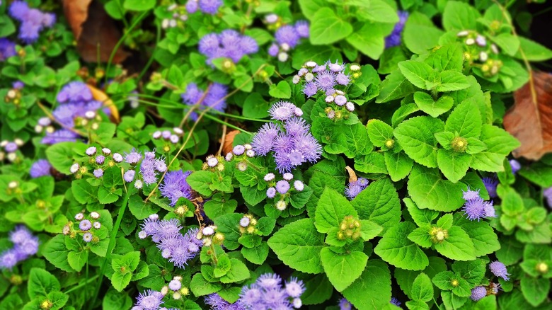 Billygoat weed (Ageratum conyzoides)