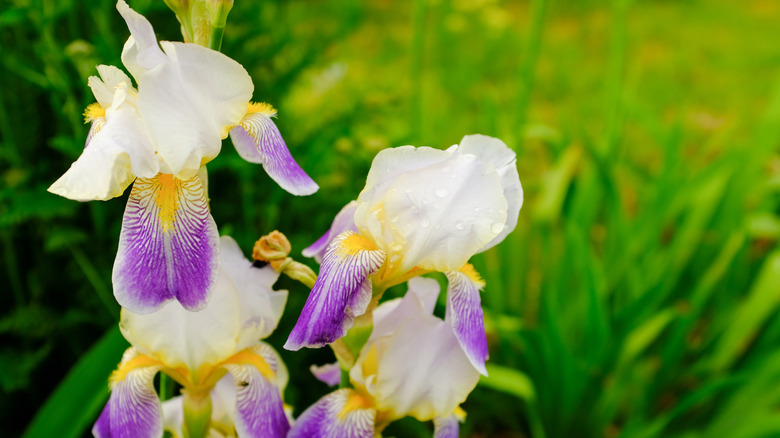Colorful bearded iris