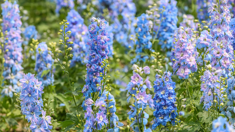 Delphinium perennial flowers growing