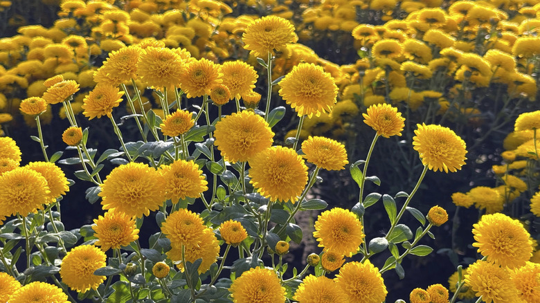 Yellow florist mums growing in the garden