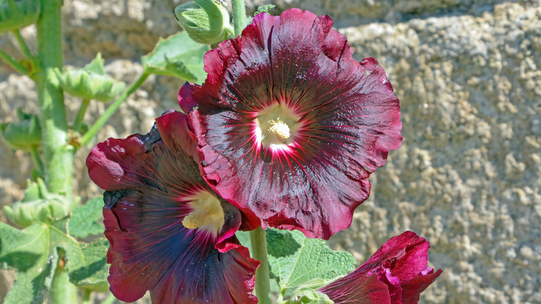 Close up of a hollyhock flower