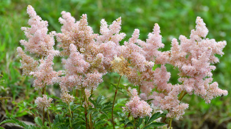 Hybrid astilbe growing in the garden
