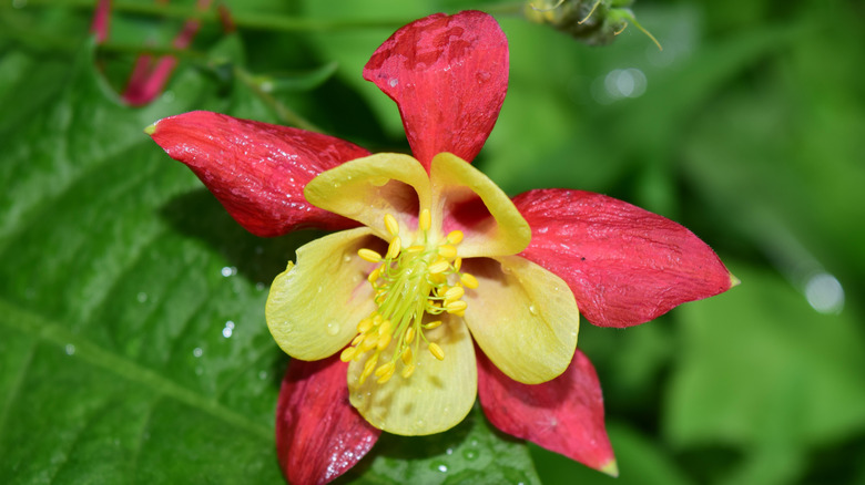 Close up of hybrid columbine flower