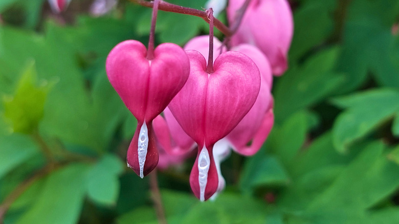 Bleeding heart flowers in bloom