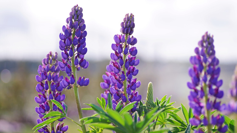Russell lupines in full bloom in the garden