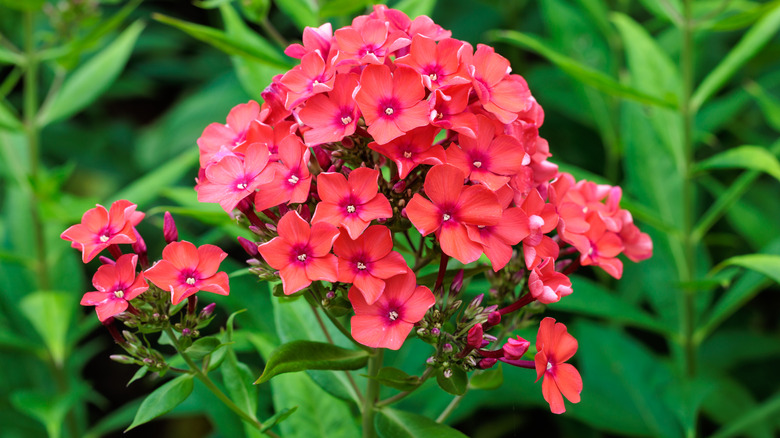 Phlox paniculata growing in the garden