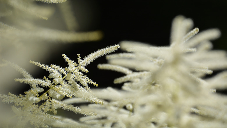 Astilbe biternata blossoming in the garden