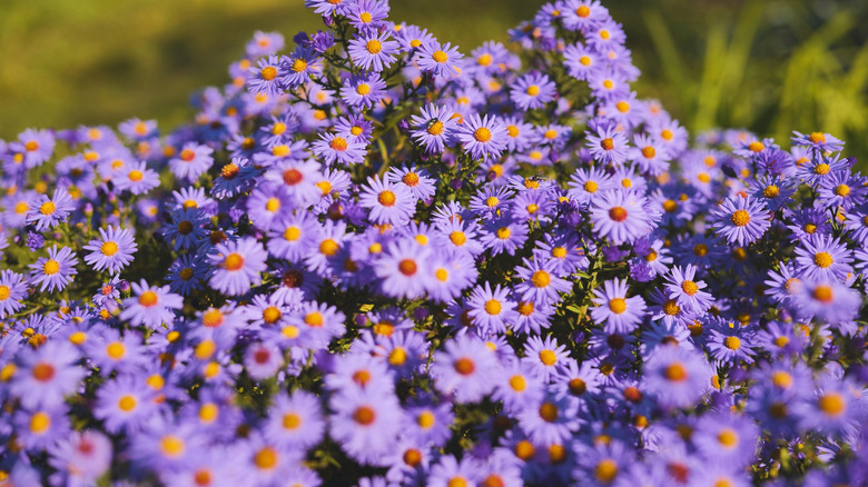 Purple aromatic aster in the garden