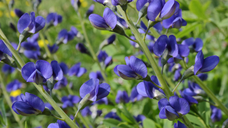 Blue false indigo flowering in the garden