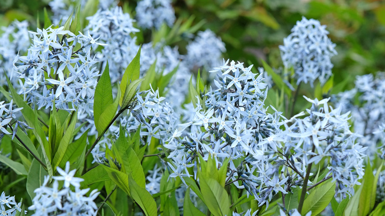 Eastern bluestar in flower