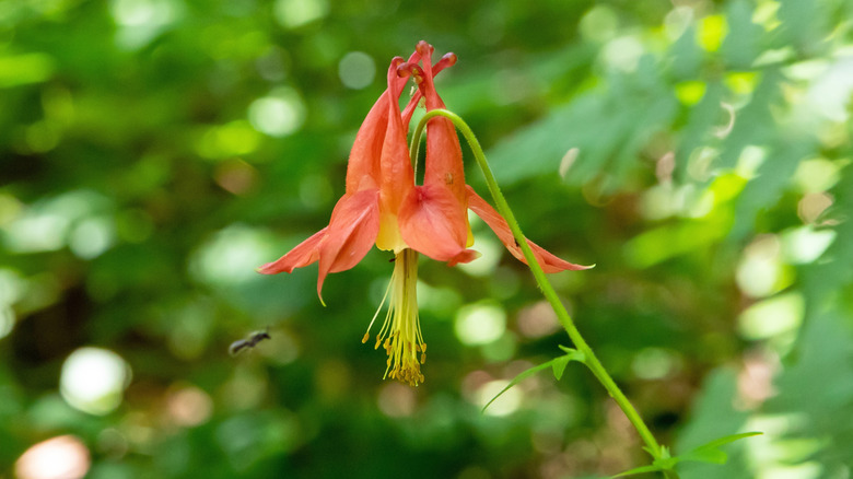 Eastern red columbine flowering