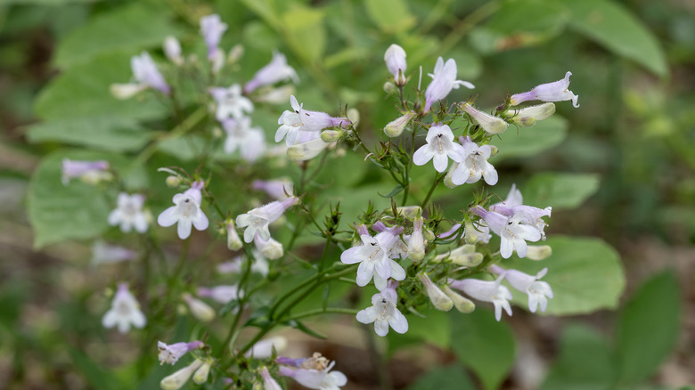 Lavender and white flowers on a Foxglove beardtongue flower