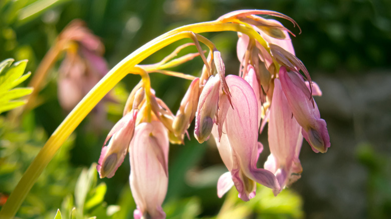 Fringed bleeding heart in bloom