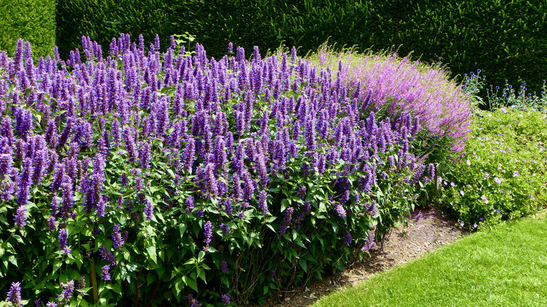 Giant hyssop growing in the flower bed