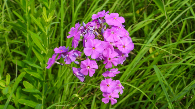 Close up of Phlox glaberrima growing