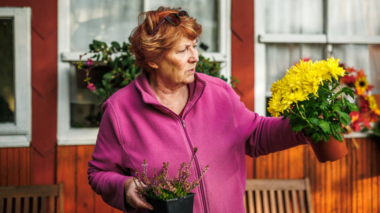 A gardener holding up a potted chrysanthemum in one hand and a small potted groundcover in the other