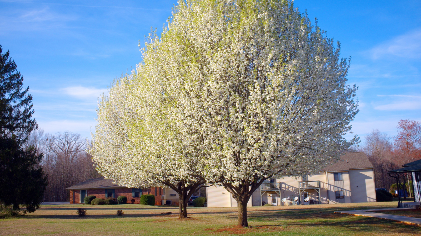 Native Alternatives to Plant Instead of the Bradford Pear Tree