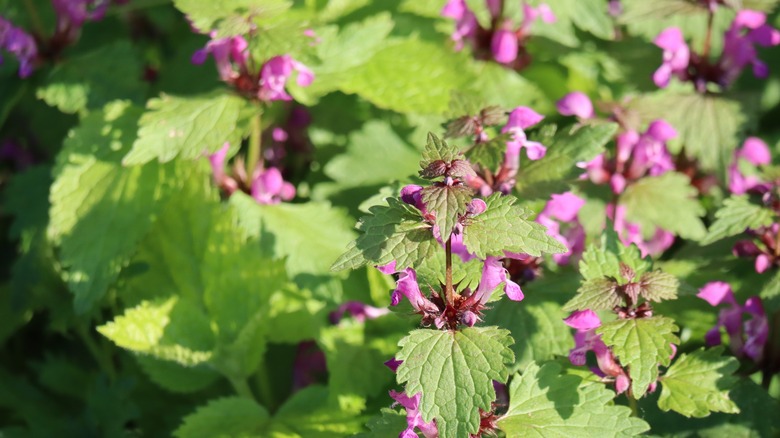 spotted dead nettle 
