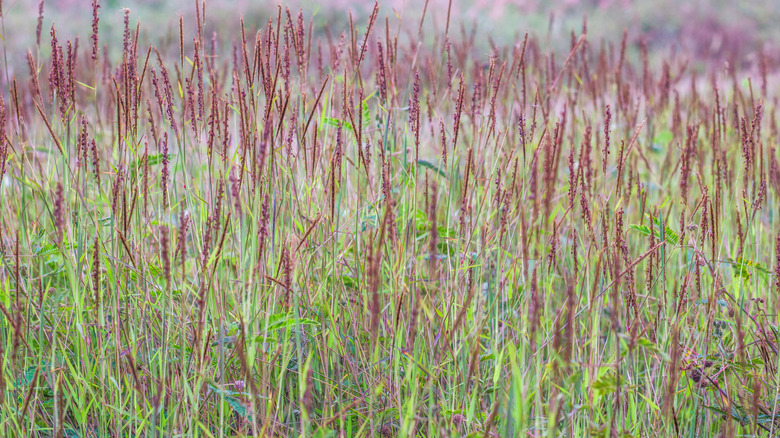 Field of big bluestem grass