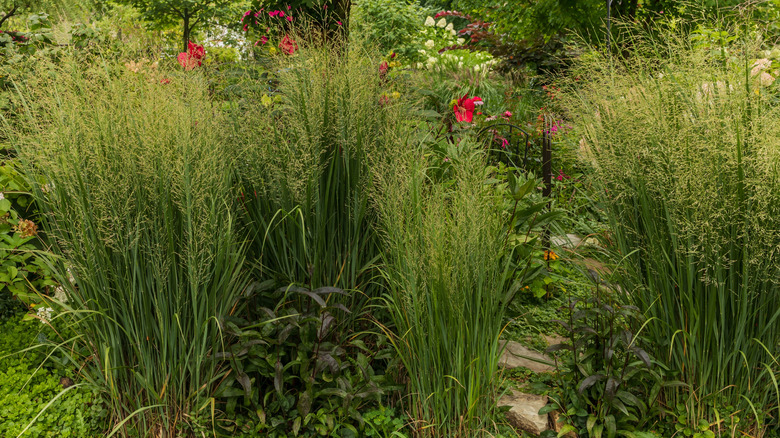 Ornamental grass privacy border
