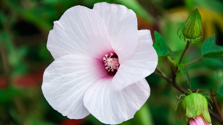 Halberd-leaved rose mallow bloom up close