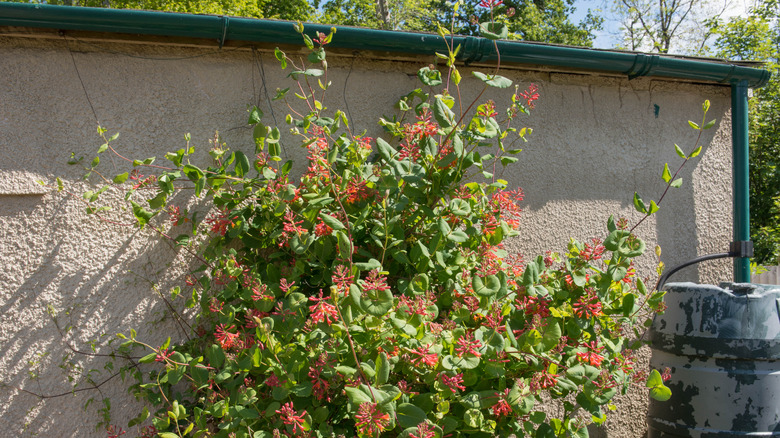 A trumpet honeysuckle with coral flowers grows on a trellis on a wall in a garden.