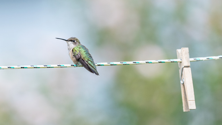 A hummingbird perches on a washing line next to a clothes peg.