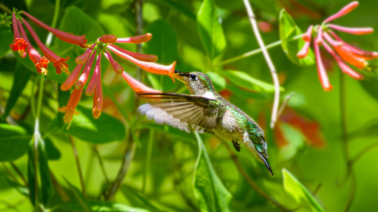 A ruby-throated hummingbird hovers in front of trumpet honeysuckle flowers.