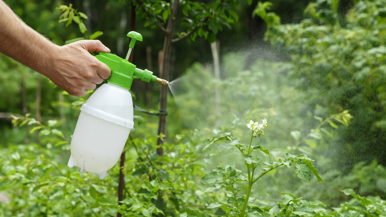 A hand applying a homemade spray on green plants in a garden