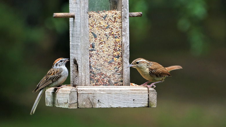 birds on feeder