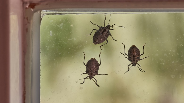 stink bugs on a window