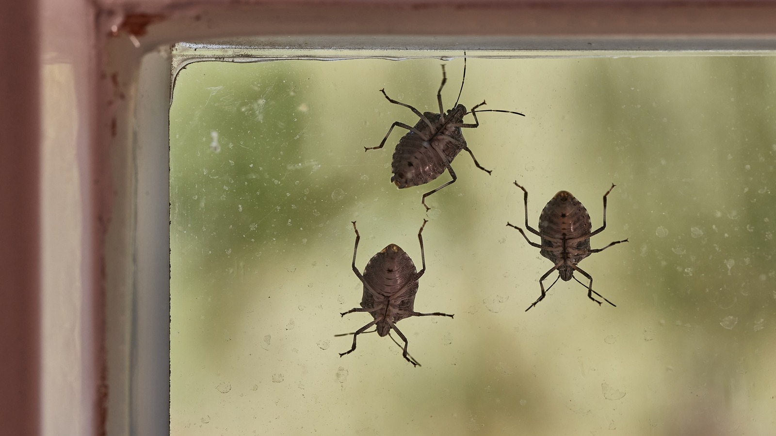 Natural Ingredients You Should Use To Keep Stink Bugs Out Of Your House