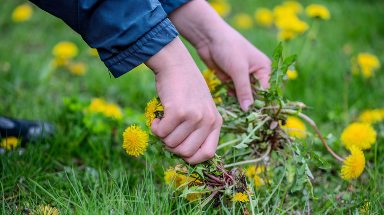 Person&rsquo;s hands pulling yellow dandelions in grassy lawn