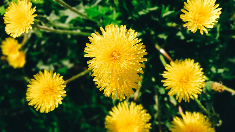 Closeup of yellow dandelion flowers in grass